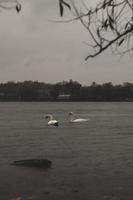 cigno bianco sull'acqua durante il giorno foto