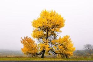 albero di autunno giallo foto