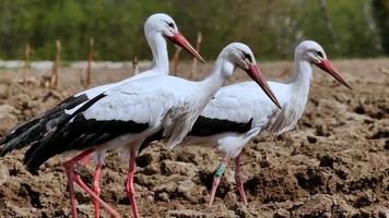 qualche gru migratrice che cammina in un terreno erboso in cerca di cibo foto