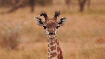 una giraffa africana che guarda dritto foto