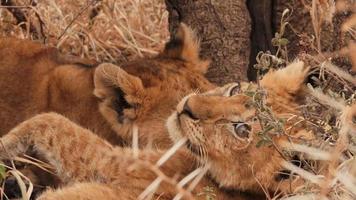 cuccioli di leone africano che giocano nella savana africana foto