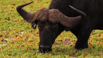 un bisonte nero selvatico con enormi corna che mangia erba foto