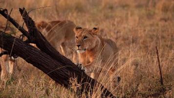 una leonessa selvaggia africana matura che cerca di arrampicarsi sull'albero foto