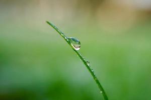 cadere sull'erba verde nei giorni di pioggia