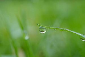cadere sull'erba verde nei giorni di pioggia