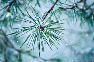 neve sulle mappe catastali nella stagione invernale foto