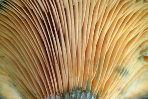 spora branchie di un' lactarius delizioso foto