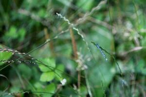 avvicinamento su un azzurro damselfly foto