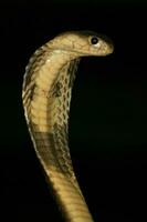 avvicinamento su il testa di un' cobra serpente foto
