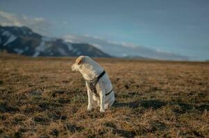 cane su il arco foto