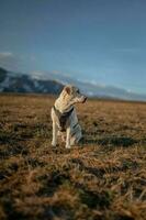 cane su il arco foto