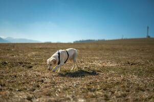 cane su il arco foto