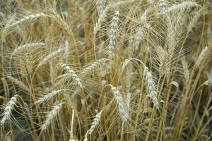 orecchie di Grano in crescita nel il campo. il concetto di raccolta. foto