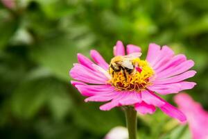 bellissimo rosa fiori in crescita nel il giardino. giardinaggio concetto, avvicinamento. il fiore è impollinato di un' calabrone. foto