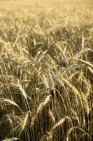 orecchie di Grano in crescita nel il campo. il concetto di raccolta. foto