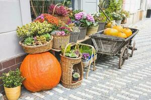 grande zucca nel davanti di il fiore negozio. Halloween e ringraziamento autunno decorazione foto