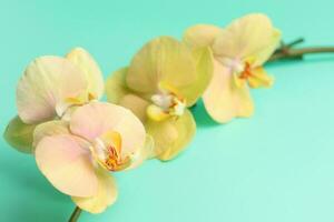 naturale orchidea fiore ramo su blu sfondo foto