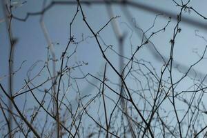 rami senza le foglie. cespuglio steli. pianta nel primavera contro cielo. foto