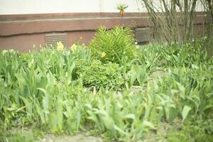 impianti nel giardino. giardino nel cortile di Casa. verde piantine. estate pianta. foto