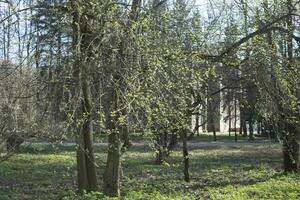 alberi nel parco. impianti nel estate. verde boschetto. foto