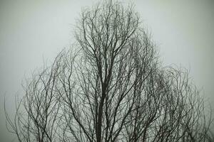 albero nel parco contro grigio cielo. rami di albero. pianta senza le foglie. foto