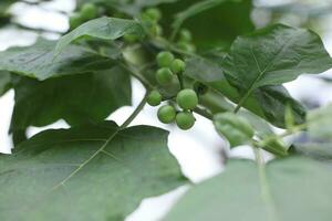 selettivo messa a fuoco su Solanum torvo, nel indonesiano esso è chiamato melanzana quale è generalmente Usato come Saltato in padella verdure. morbido messa a fuoco foto