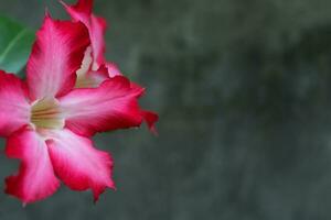 sfondo di bellissimo rosso Adenium obeso fiore foto