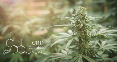 CBD elementi nel cannabis, ecologico canapa pianta erbaceo farmaceutico CBD olio. concetto di erbaceo alternativa medicinale. foto