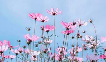 vista ad angolo basso di piante da fiore rosa pastello contro il cielo blu, messa a fuoco selettiva foto
