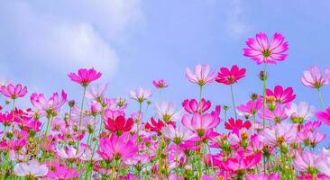 vista ad angolo basso delle piante fiorite del cosmo rosa contro il cielo blu foto