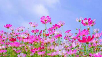 vista ad angolo basso delle piante fiorite del cosmo rosa contro il cielo blu foto