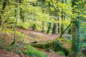 foresta natura caprone nel autunno foto