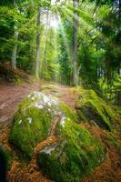 foresta escursioni a piedi nel Alsazia foresta foto