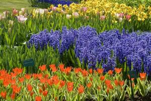 Olanda colorato scenario e fiori foto