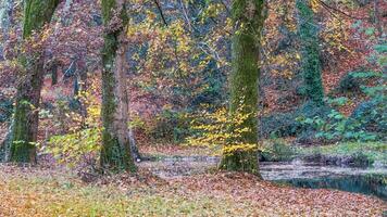 bellissimo autunno stagione foto