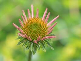 dettagli di un echinacea purpurea pianta nel fioritura contro un' morbido verde sfondo. foto