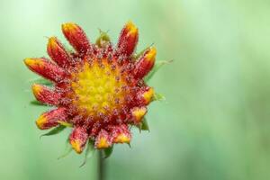 un arancia, giallo, e rosso Fiore di campo apertura su un' estate mattina nel Texas. foto