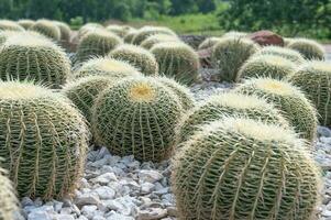 echinocactus grusonii è un' cactus sagomato piace un' sfera e coperto nel acuto spine. foto