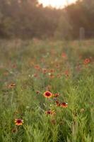 gaillardia pulchella fioritura nel un' prato a Alba. foto