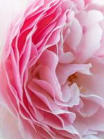 un' sfocato Immagine di il morbido rosa strati di un' fiore fiore. foto