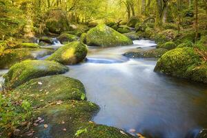 foresta natura caprone nel autunno foto