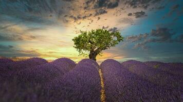 campo di lavanda fiori foto