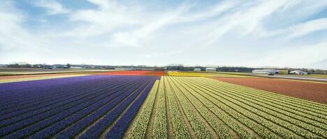 Olanda colorato scenario e fiori foto