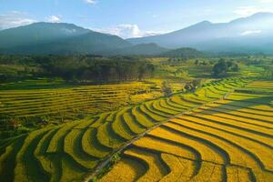 bellissimo mattina Visualizza Indonesia panorama paesaggio risaia i campi con bellezza colore e cielo naturale leggero foto