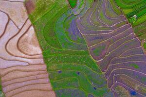 bellissimo mattina Visualizza Indonesia panorama paesaggio risaia i campi con bellezza colore e cielo naturale leggero foto