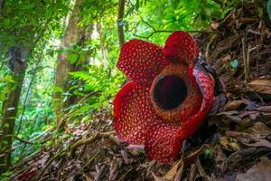 bellissimo mattina Visualizza Indonesia panorama paesaggio risaia i campi con bellezza colore e cielo naturale leggero foto