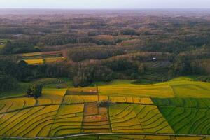 bellissimo mattina Visualizza Indonesia panorama paesaggio risaia i campi con bellezza colore e cielo naturale leggero foto