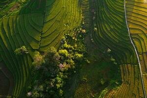 naturale paesaggio di terrazzato riso terrazze nel Indonesia foto