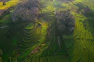 naturale paesaggio di terrazzato riso terrazze nel Indonesia foto