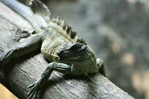 iguana nel il zoo con animale tema foto